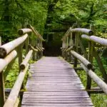 bridge-through-woods
