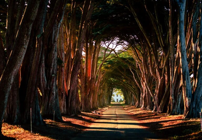 Hope-pathway-through-trees